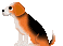 beagle3.gif