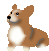 corgi4.gif