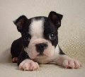 frenchbulldog6.gif