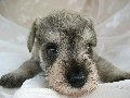 schnauzer1.gif