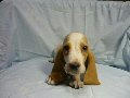 bassethound1.gif