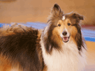 collie1.gif