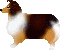 collie2.gif