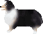 collie3.gif