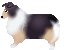 collie4.gif