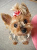 yorkshireterrier1.jpg