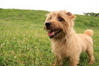 norfolkterrier1.jpg