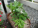 P1000867.JPG