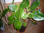 サロン植物