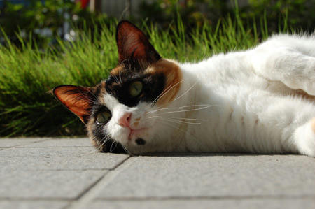 DSC_0313.jpg