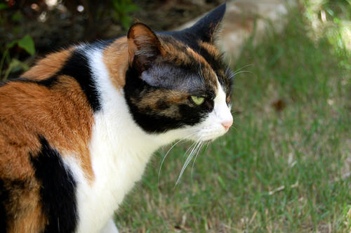 DSC_0587.jpg