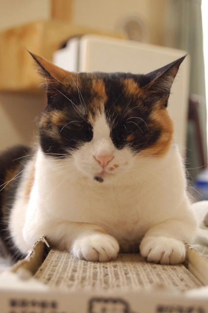 DSC_0531.jpg