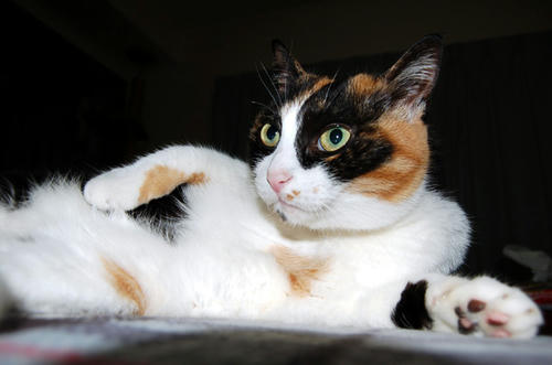 DSC_0084.jpg