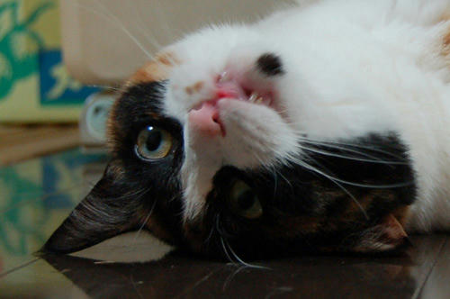 ssDSC_0108.jpg