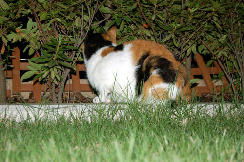 DSC_0779.jpg