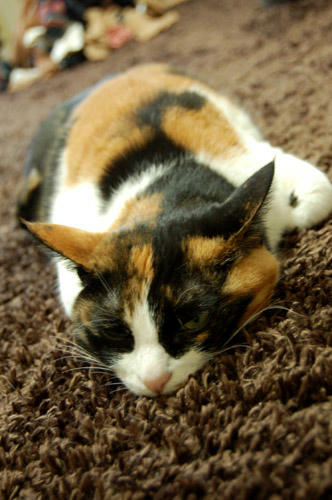 DSC_0249.jpg