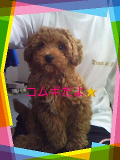 コムギちゃん