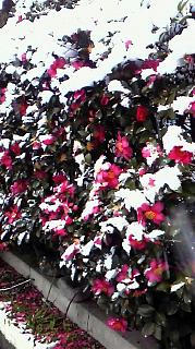 雪