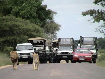lions-jyutai.jpg