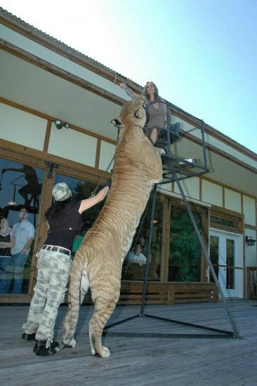 naga-tiger.jpg