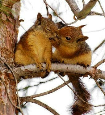 risu-kiss.jpg