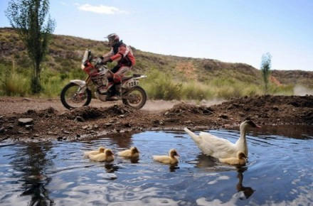 pd-rally-with-swan-family.jpg