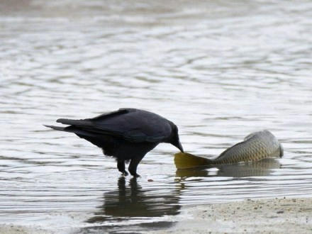 koi-catches-karasu.jpg