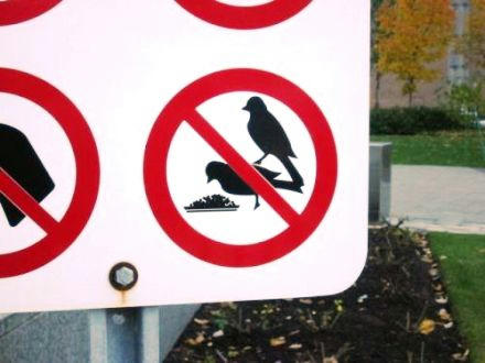 bird-on-bird.jpg
