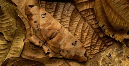 camouflage-ga.jpg
