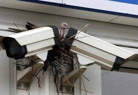 shikaku-wo-totta-hato.jpg