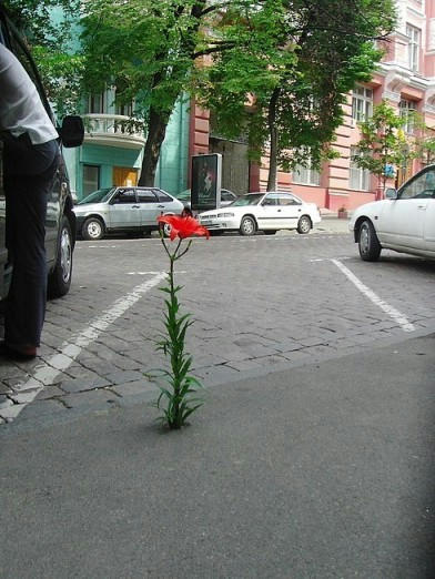 dokonjyo-flower-at-SanDiego.jpg
