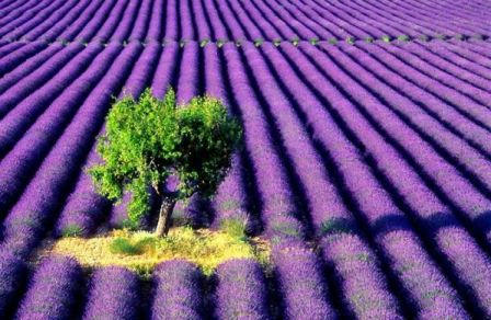 green-in-purple.jpg