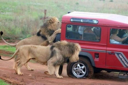 Lion-attack-to-LRdefender.jpg