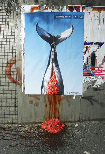 stopwhaling-ad.jpg