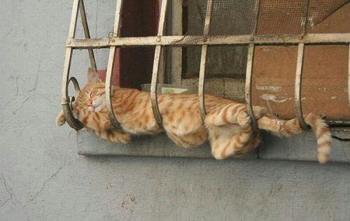 hiruneko.jpg