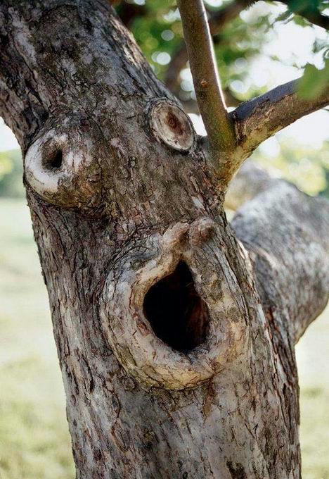 tanakakunie-tree.jpg