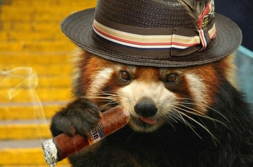 Lesserpanda-Oyabun.jpg
