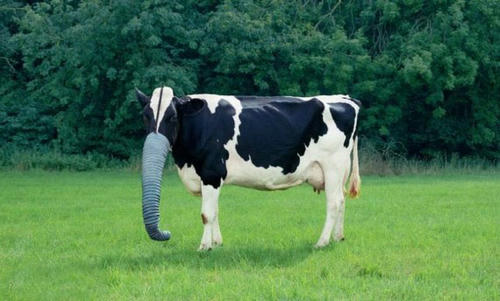 zouppana-cow.jpg