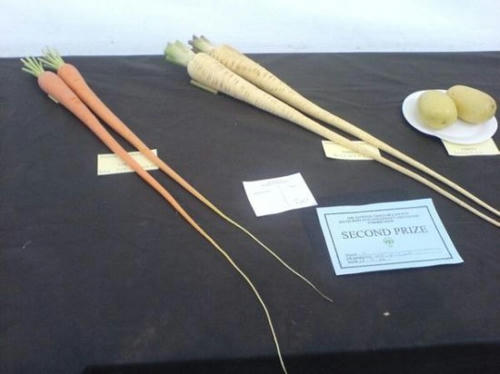 nagaaaaaai-carrot.jpg