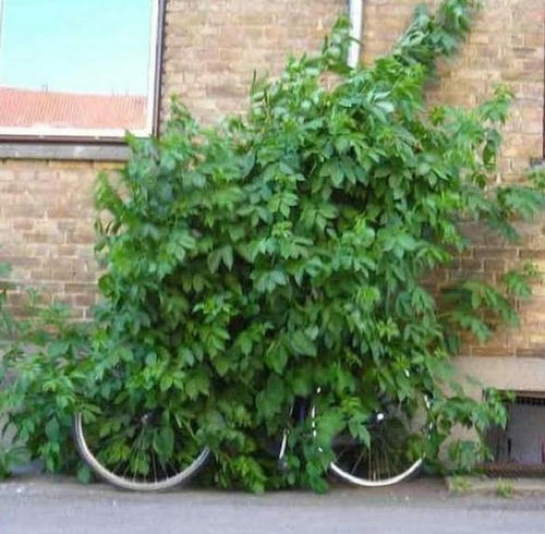 true-green-bike.jpg