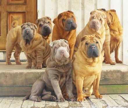 shiwa-shiwa-dogs.jpg