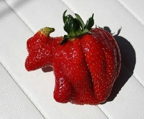 Ichigo-Ushi.jpg