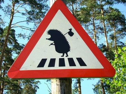 hedgehogs-across-the-road.jpg
