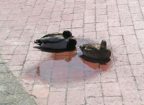 the-smallest-pond-for-ducks.jpg