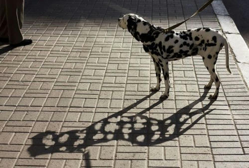 Dalmatian-shadow.jpg