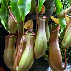 nepenthes.jpg