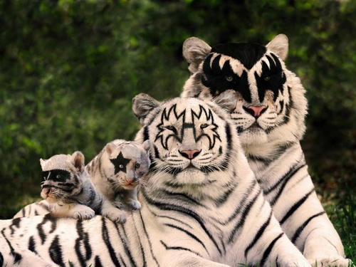 kiss-tigers.jpg