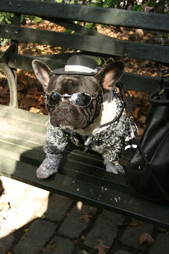 the-boss-costume-dog.jpg