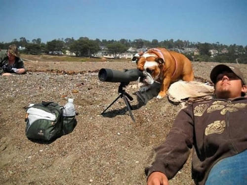 bull-watcher.jpg