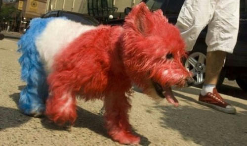 French-dog.jpg